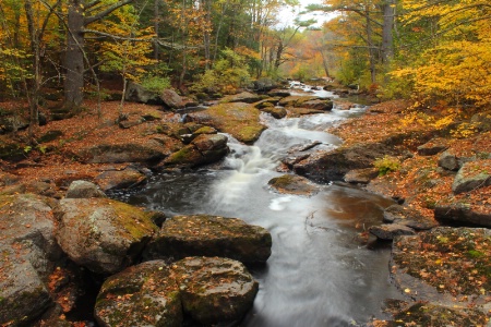 Autumn Stream