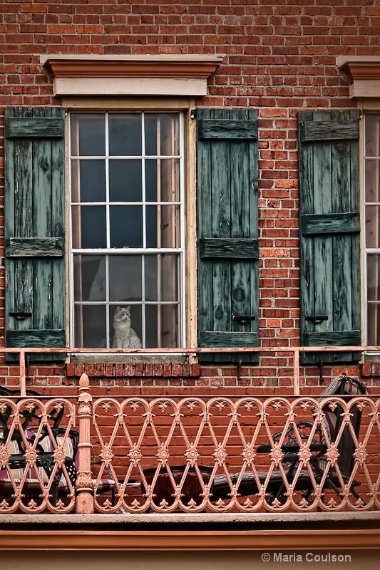 Kitty in the Window