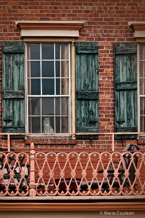 Kitty in the Window