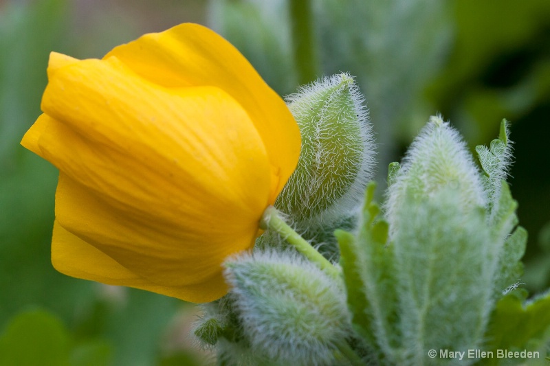 Celadine Poppy