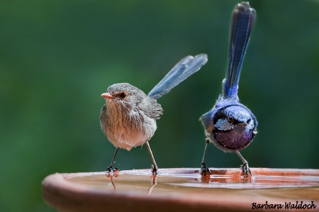 Blue family