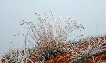 Frosted  Grass