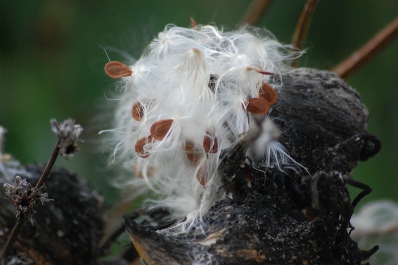 Milkweed