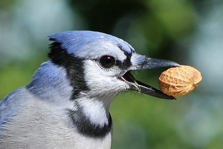 Blue Jay #2