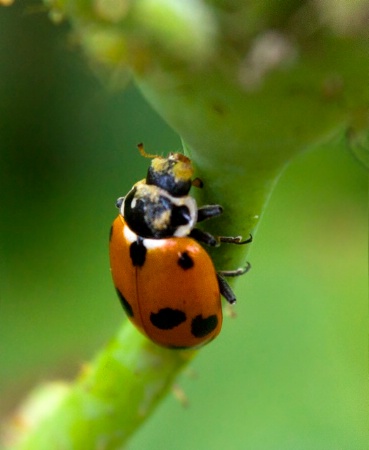 Ladybird