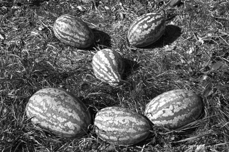 Smiling Melons