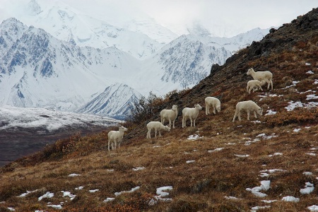 Dalls in Denali