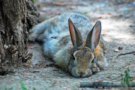 Bummed  Out  Bunny