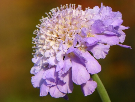 Pincushion Flower