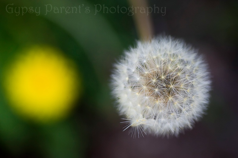 Dandelion Phases 