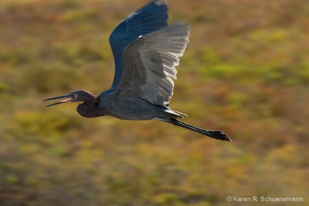 Reddish in flight