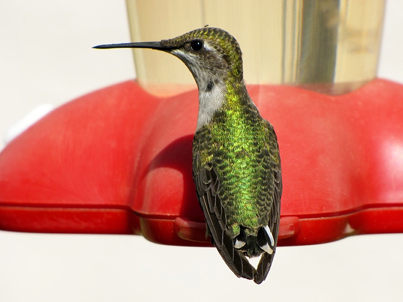 Hummingbird