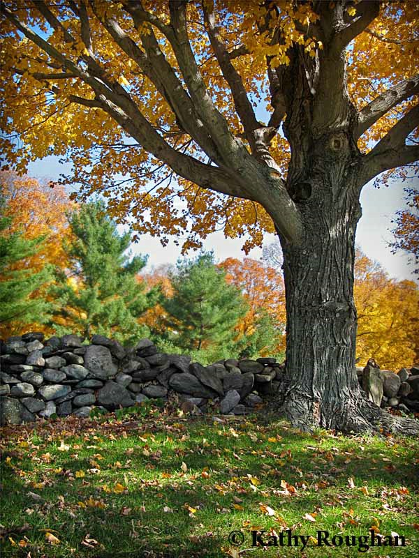 Under the Maple Tree