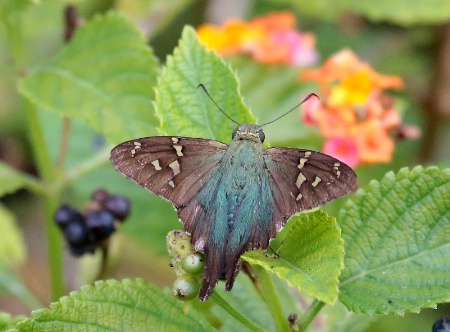 Long-tailed Skipper