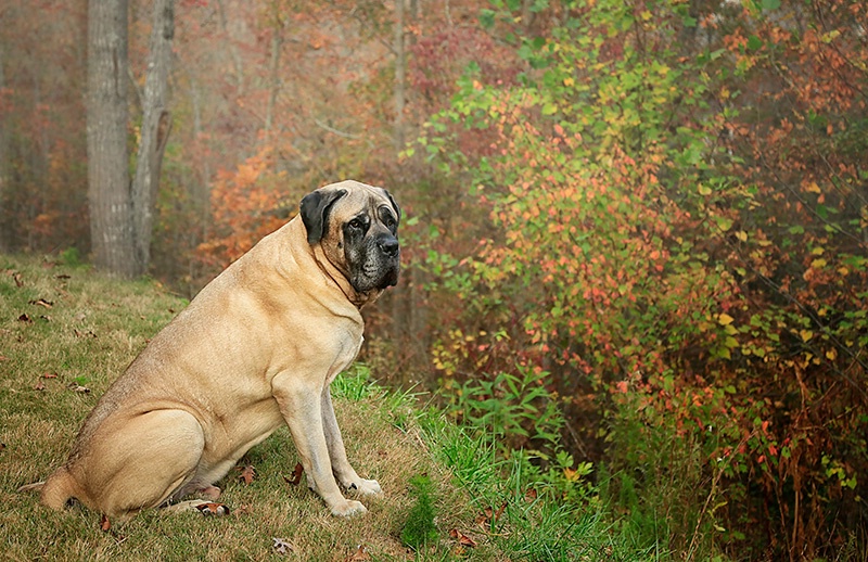 Bob Loving the Fall