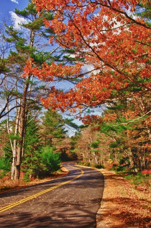 Winding Autumn Road