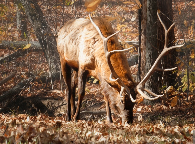 A Twelve Pointer