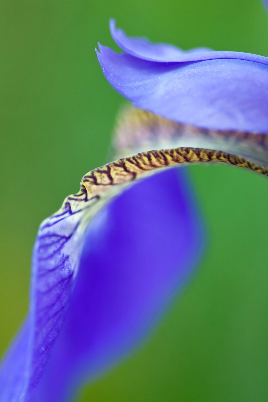 Iris Curves