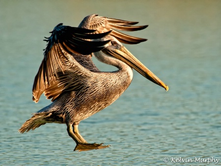 Brown Pelican