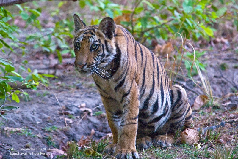 Sub adult tiger-Bandhavgarh NP