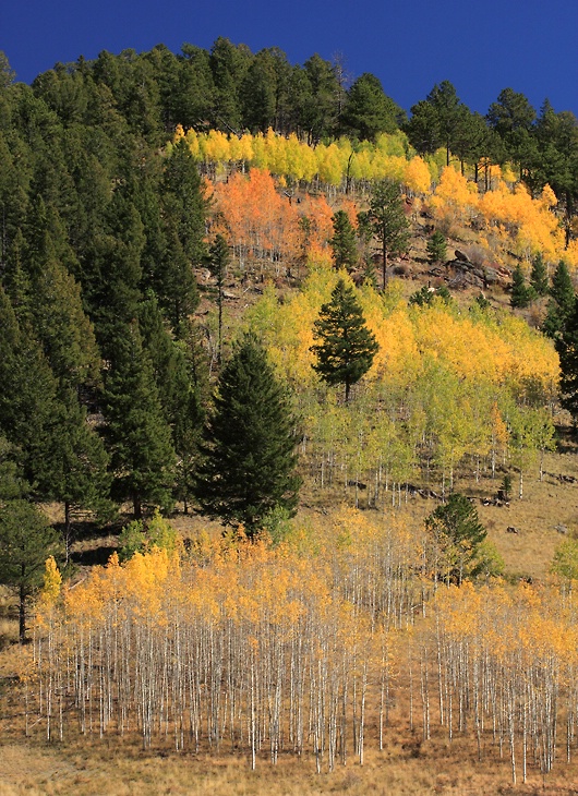 Cripple Creek Aspens