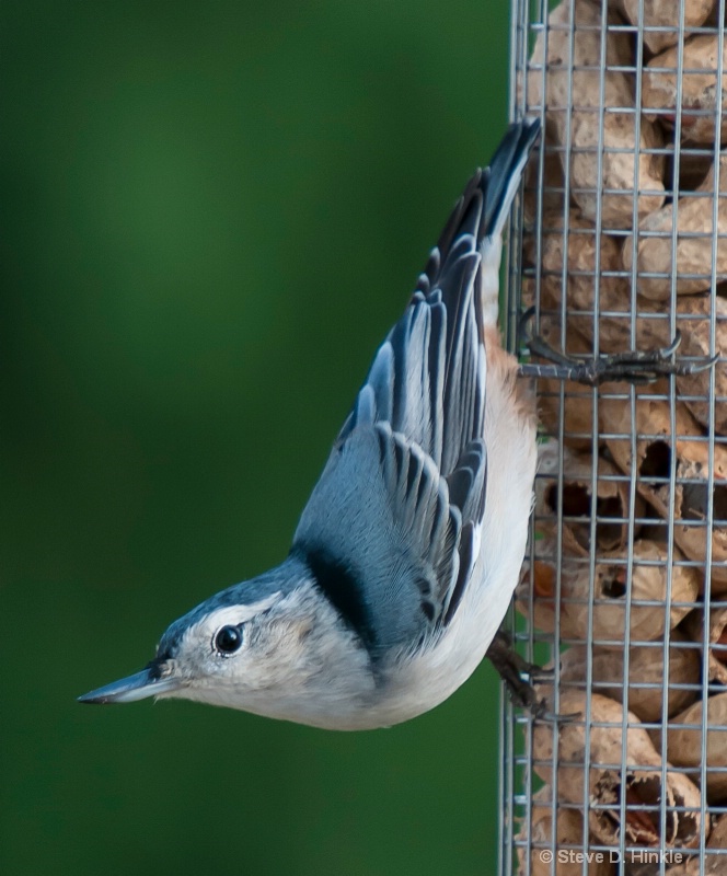 White Breasted Nuthatch (Female)