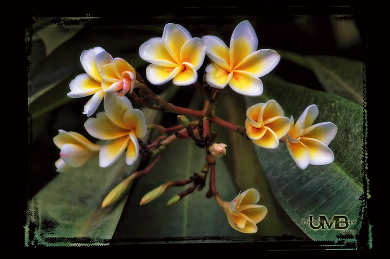 Porcelain Plumeria