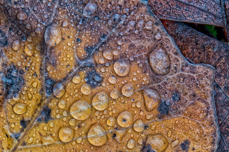 Droplets on a Gold Leaf