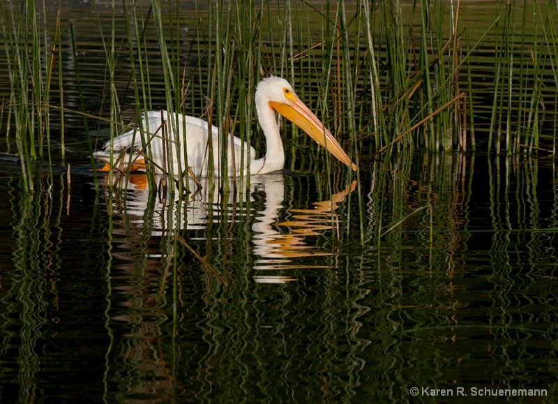 through the reeds