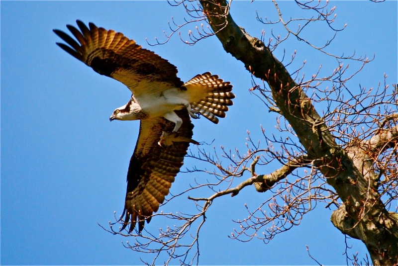 Spring Osprey w/breakfast