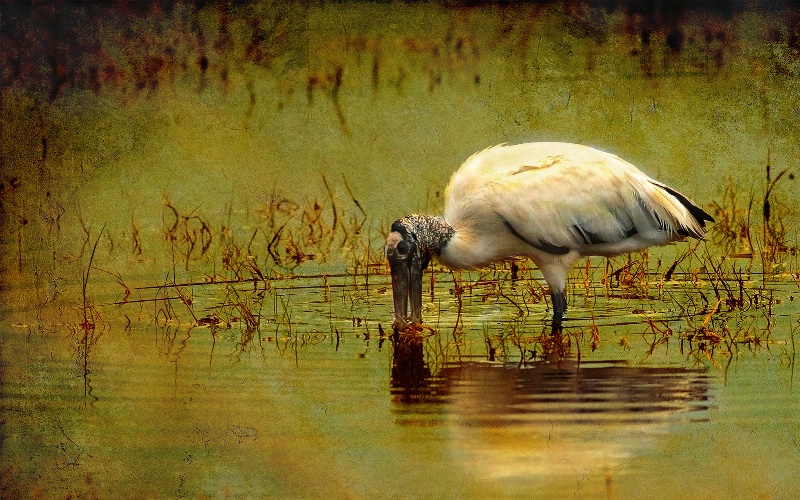 Wood Stork Feeding