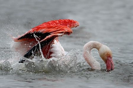 Flamingo Bath