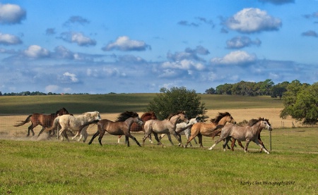 Pony Gallop