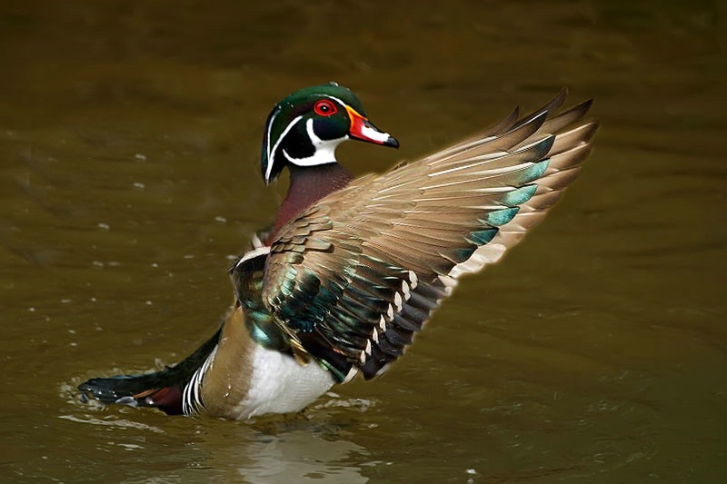 Standing Wood Duck