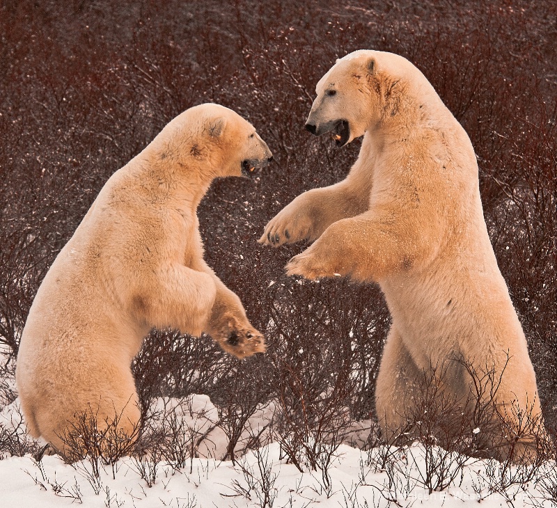 Boys at Play