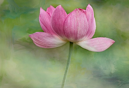 The Lotus Dance