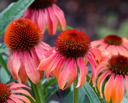 Echinacea