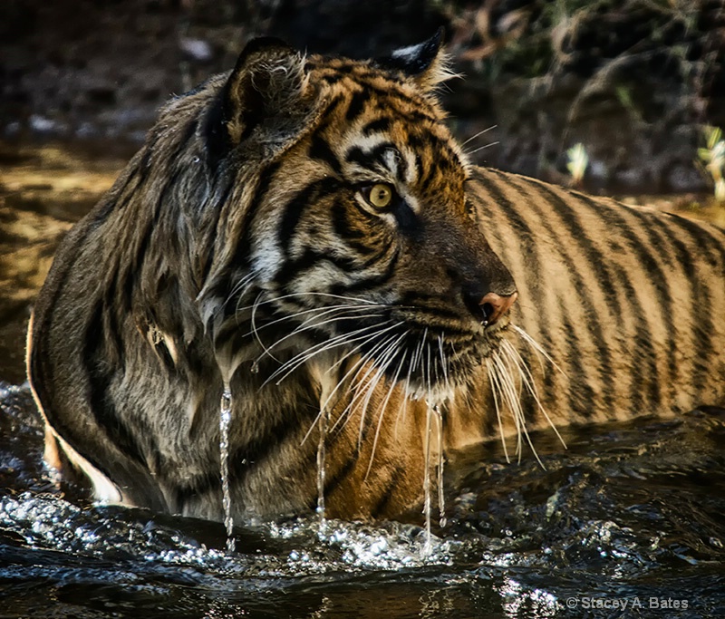 Sumatran Tiger