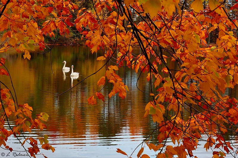 Mute Swans 