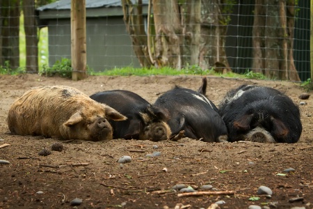 Piggy slumber