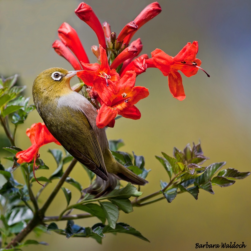 Red lunch