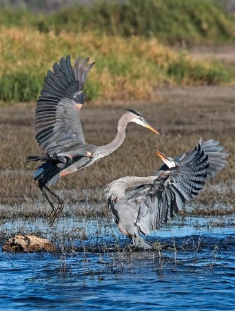 Great Blue Heron Mating Display