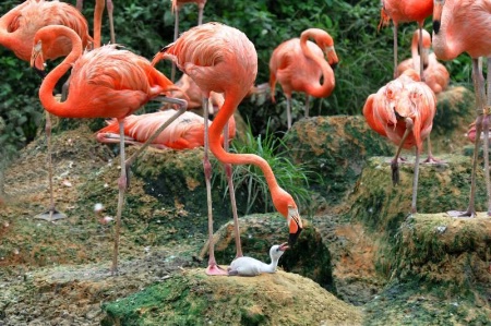 Flamingo Family