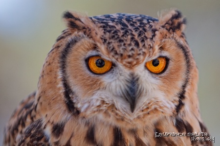 Eagle Owl