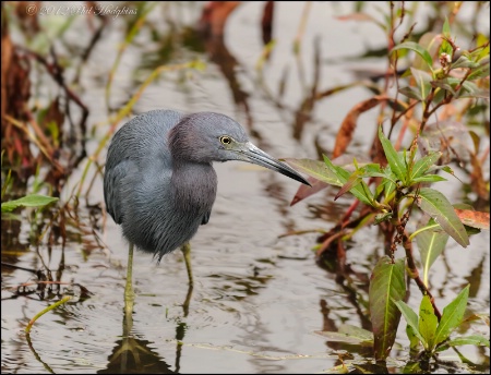 Little Blue Heron