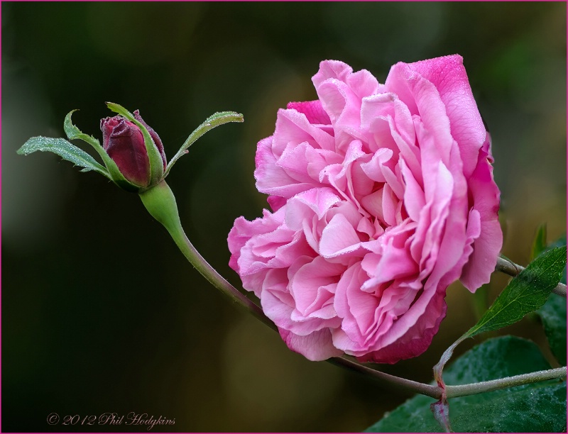 Shrub Rose