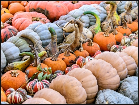 Fall Harvest