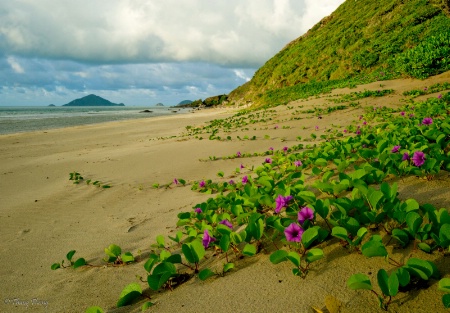 Wild beach