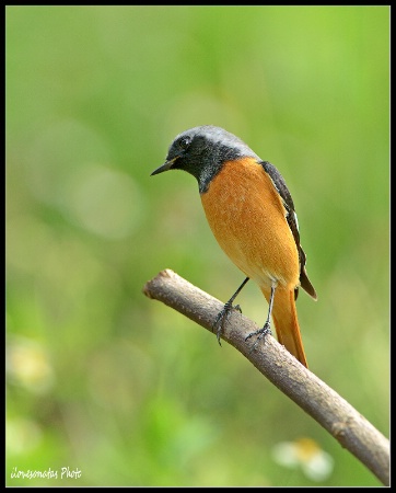 Daurian Redstart (i)