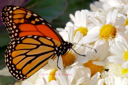 Butterfly, Autumn